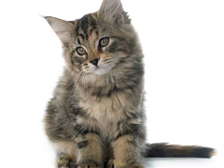 图片 萨摩耶能接飞盘吗？训练方法和注意事项全（附详细教程）1.jpg