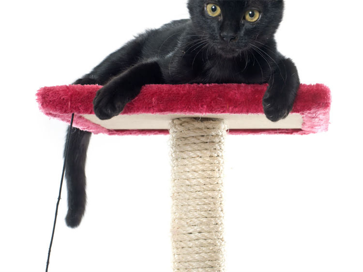 图片 萨摩耶脱胎毛时间表：幼犬换毛全（附护理指南）.jpg