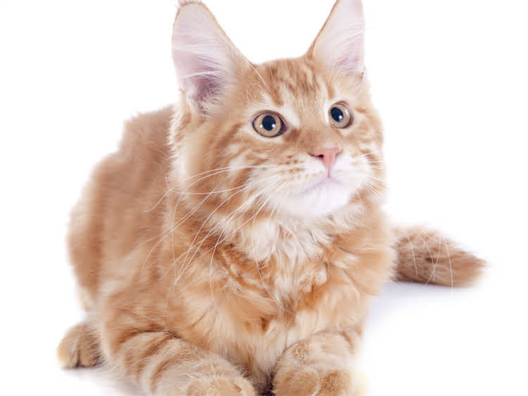 图片 萨摩耶认不认主人？5个方法教你快速确认并建立深厚感情.jpg