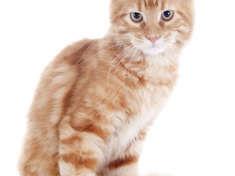 图片 萨摩耶认不认主人？5个方法教你快速确认并建立深厚感情1.jpg