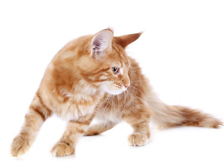 图片 萨摩耶认不认主人？5个方法教你快速确认并建立深厚感情2.jpg