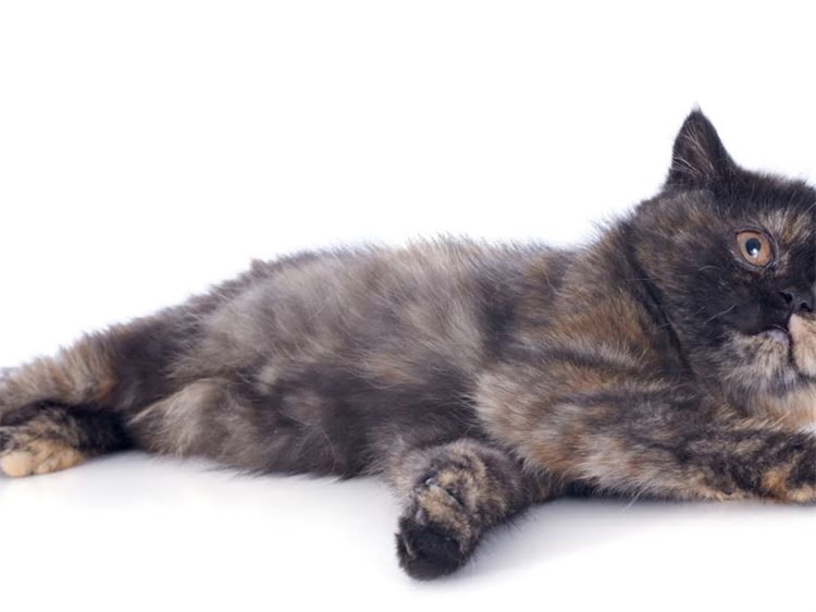 图片 萨摩耶训练全攻略：5个关键技巧让狗狗听话又亲人.jpg