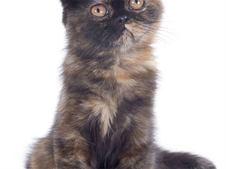 图片 萨摩耶训练全攻略：5个关键技巧让狗狗听话又亲人2.jpg