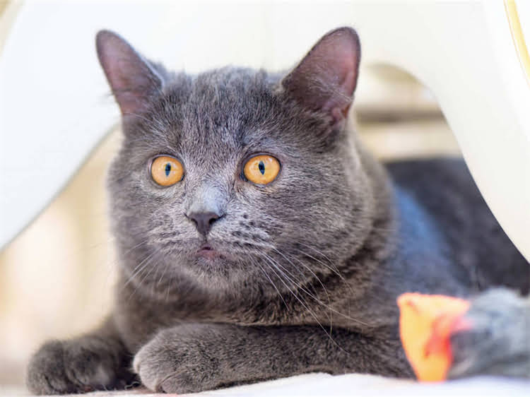 图片 萨摩耶训练技巧：5步打造听话小天使（附零基础训练指南）1.jpg