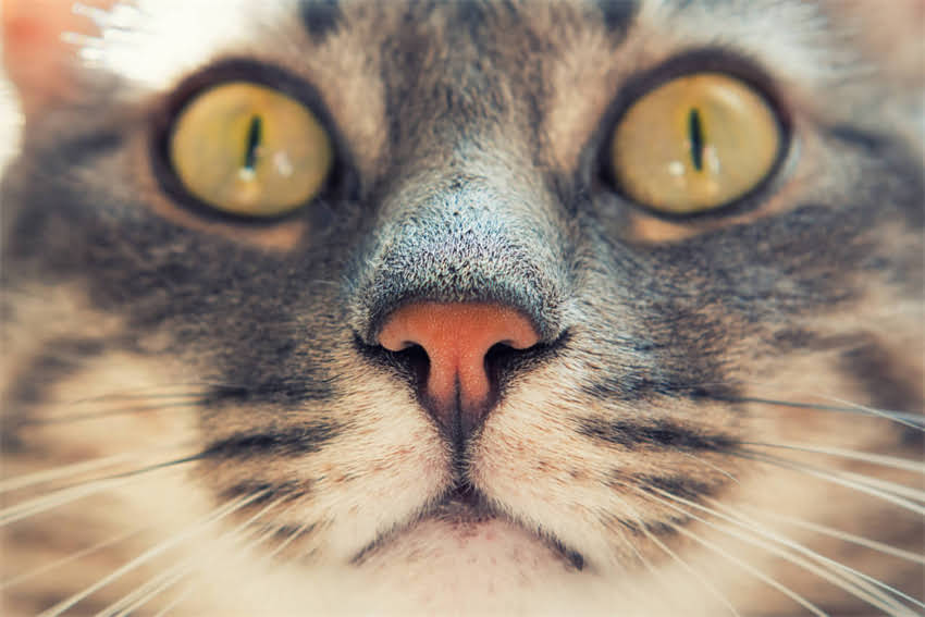 图片 萨摩耶走失24小时全网寻主！附超全寻狗攻略（附联系方式+本地坐标）1.jpg