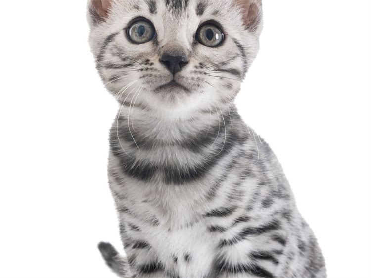 图片 萨摩耶走失后如何快速找回？5步应急指南+全网寻狗攻略（附真实案例）2.jpg