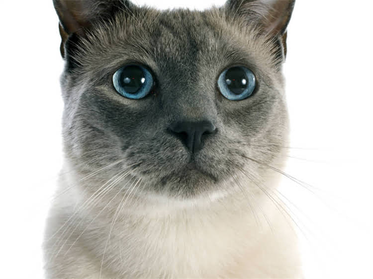 图片 萨摩耶起名全攻略：最新推荐+起名技巧+避坑指南（附200+创意名字）.jpg