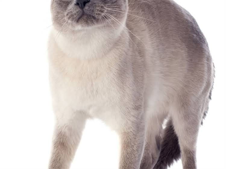 图片 萨摩耶起名全攻略：最新推荐+起名技巧+避坑指南（附200+创意名字）1.jpg