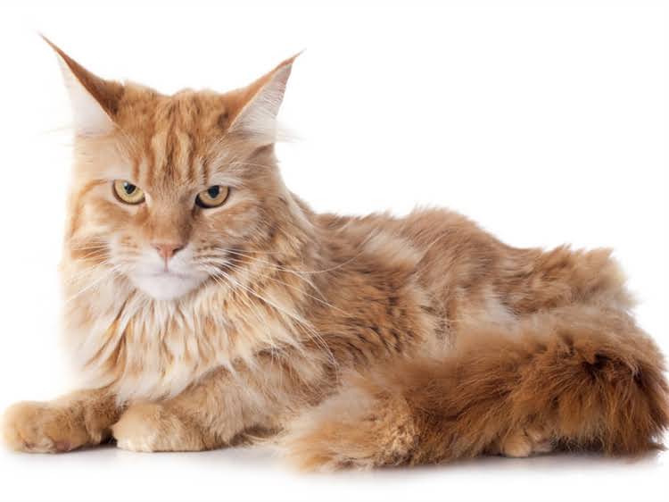 图片 萨摩耶起名全攻略：最新推荐+起名技巧+避坑指南（附200+创意名字）2.jpg