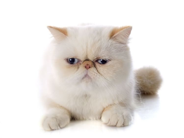 图片 萨摩耶适合养在客厅吗？新手必看全攻略（附养护要点）2.jpg