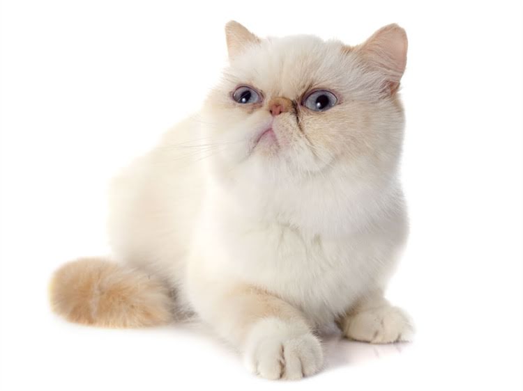 图片 萨摩耶选购全攻略：从幼犬特征到成年犬性格，如何挑选出忠诚温顺的伴侣犬？2.jpg