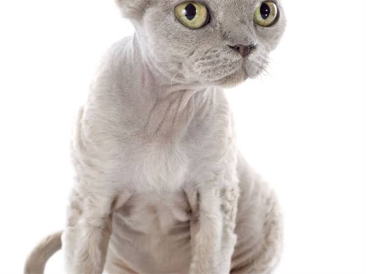 图片 萨摩耶配种季节：科学配种指南与注意事项（最新版）.jpg