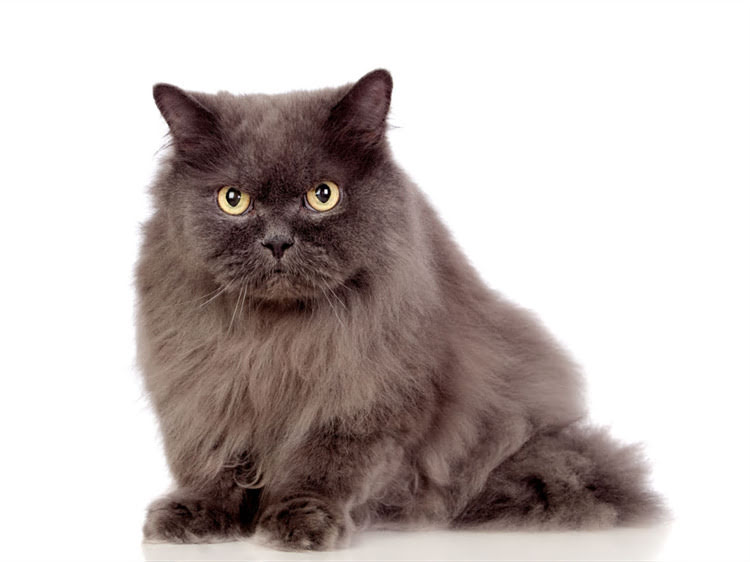 图片 萨摩耶配种季节：科学配种指南与注意事项（最新版）1.jpg