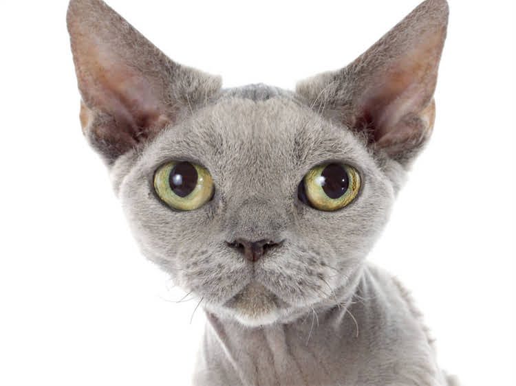 图片 萨摩耶配种季节：科学配种指南与注意事项（最新版）2.jpg