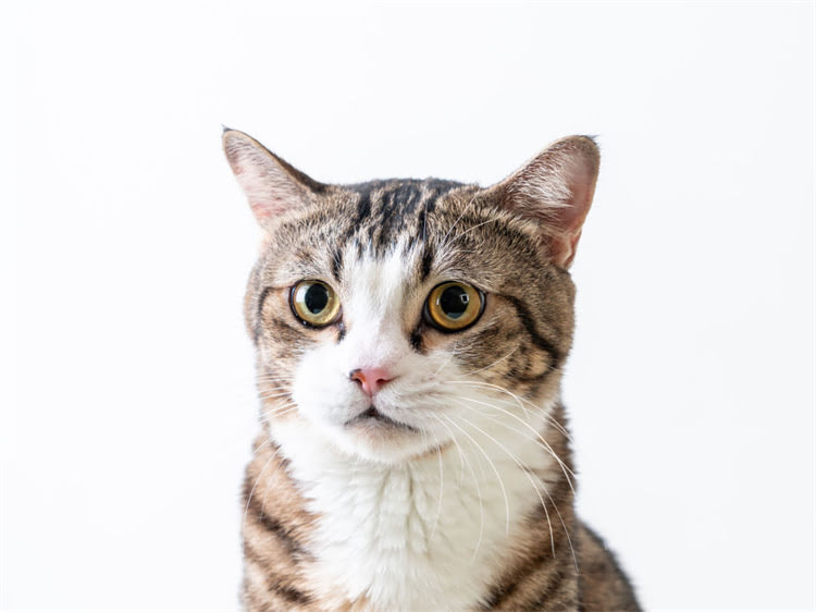 图片 萨摩耶频繁嚎叫怎么办？5大科学原因及专业应对指南.jpg