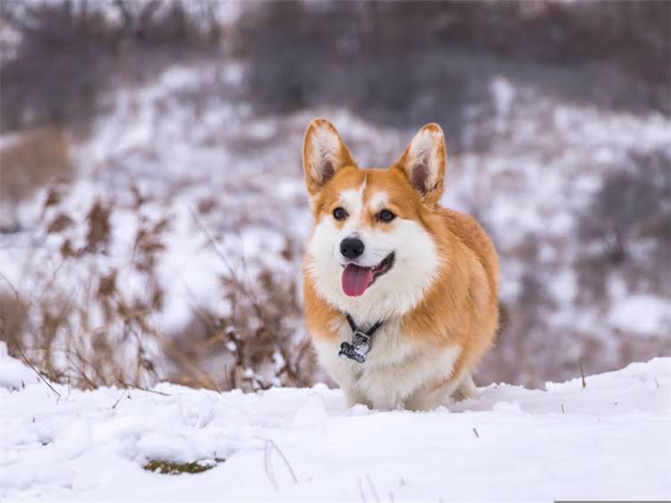 图片 藏獒纯种犬的发情期时间表及科学护理指南（附年龄阶段特征与行为）1.jpg