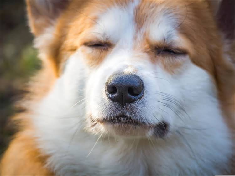 图片 藏獒纯种犬的发情期时间表及科学护理指南（附年龄阶段特征与行为）2.jpg