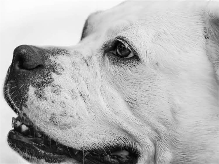 图片 蝴蝶犬×哈士奇：混血犬种全！优缺点、培育指南、养护建议.jpg