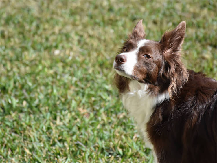 图片 蝴蝶犬×哈士奇：混血犬种全！优缺点、培育指南、养护建议1.jpg