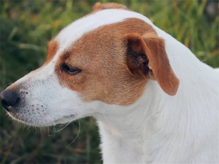 图片 蝴蝶犬×哈士奇：混血犬种全！优缺点、培育指南、养护建议2.jpg