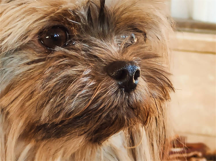 图片 蝴蝶犬串vs贵宾串：最新对比与饲养全指南.jpg