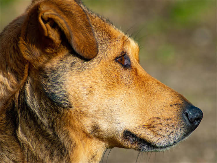 图片 蝴蝶犬串vs贵宾串：最新对比与饲养全指南2.jpg