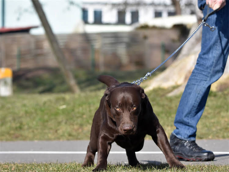 图片 蝴蝶犬科学喂养指南：5大核心营养需求+10款优质狗粮推荐（附选购避坑手册）1.jpg