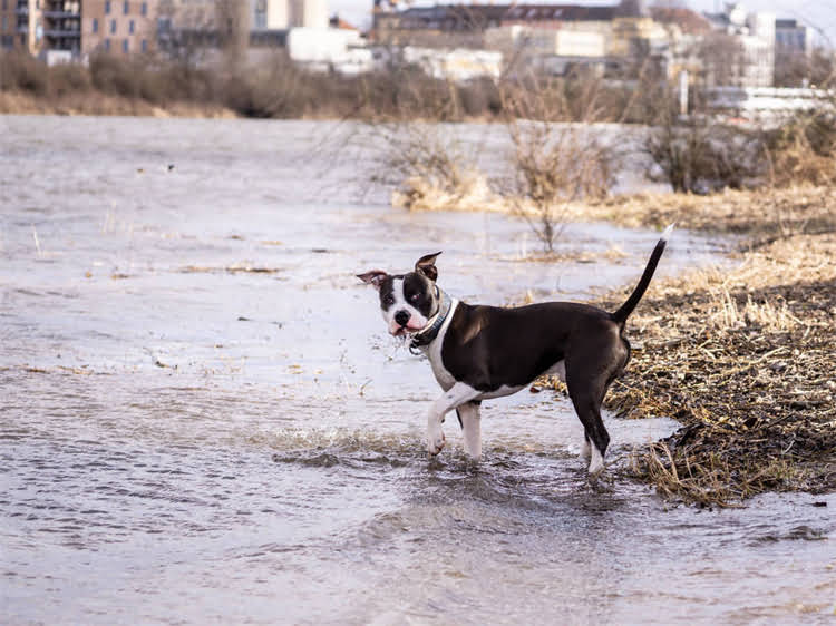 图片 补丁龙猫主粮测评：优缺点全，养龙猫必看！.jpg