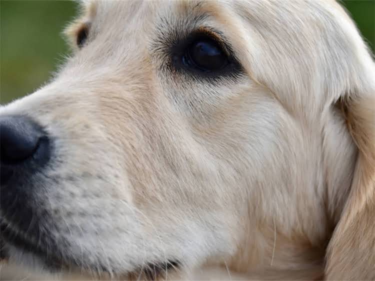 图片 补丁龙猫主粮测评：优缺点全，养龙猫必看！2.jpg