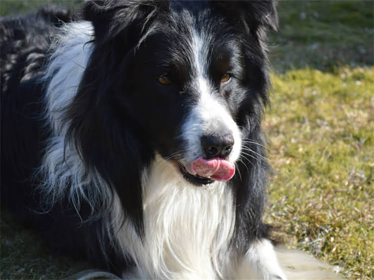 图片 被家猫挠了必须打疫苗吗？｜猫抓狂犬疫苗避坑指南：打或不打全.jpg