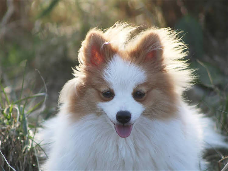 图片 被小狗咬了没破皮怎么办？5步处理+预防措施+注意事项（附图）.jpg