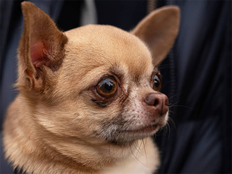 图片 被小狗咬了没破皮怎么办？5步处理+预防措施+注意事项（附图）1.jpg