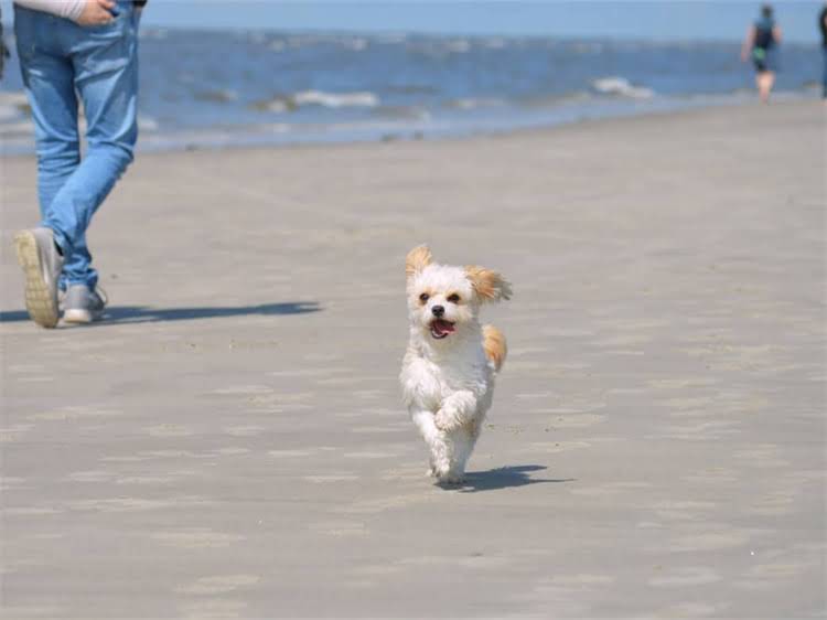 图片 被小狗咬了没破皮怎么办？5步处理+预防措施+注意事项（附图）2.jpg