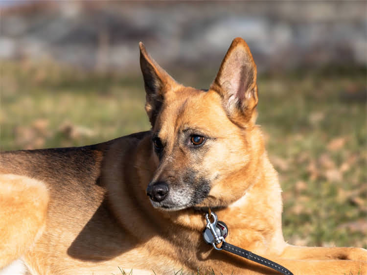图片 被泰迪犬咬伤后是否需要打疫苗？权威指南狂犬病预防全流程2.jpg