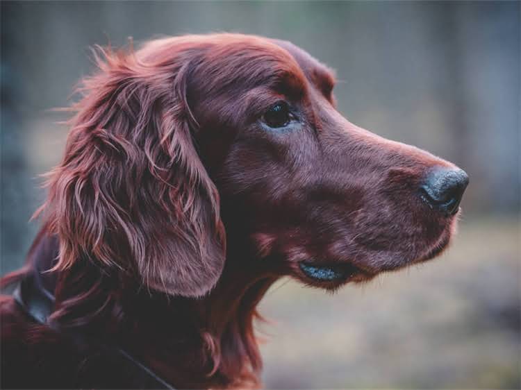 图片 西安哈士奇价格多少钱一只？最新行情+选购全攻略（附防坑指南）1.jpg