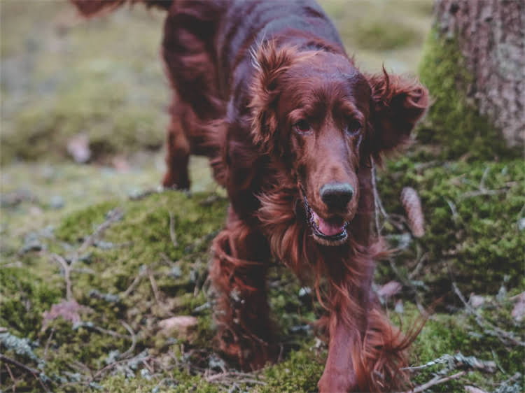 图片 西安哈士奇价格多少钱一只？最新行情+选购全攻略（附防坑指南）2.jpg