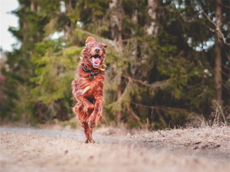图片 西安狂犬疫苗价格480元？最新接种指南+免费咨询通道！.jpg