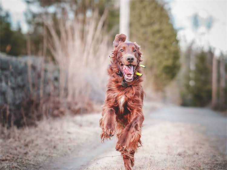 图片 西安狂犬疫苗价格480元？最新接种指南+免费咨询通道！1.jpg