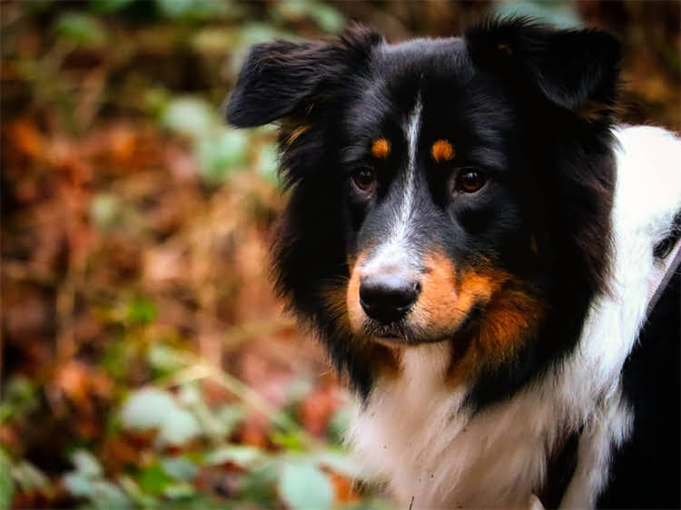 图片 西安狂犬疫苗价格480元？最新接种指南+免费咨询通道！2.jpg