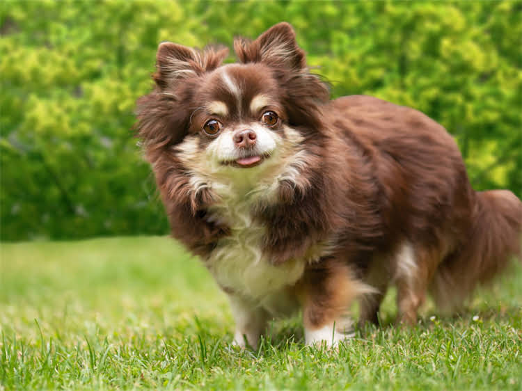 图片 警犬拉布拉多犬多少钱？最新价格表+选购指南与饲养成本全.jpg