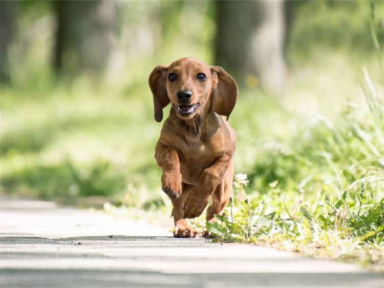 图片 训练小狗跟随指令的三大黄金法则2.jpg