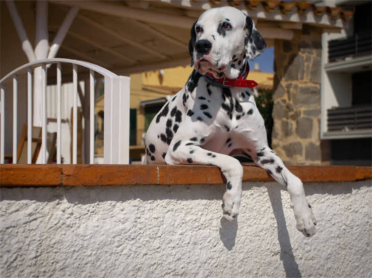 图片 训练狗狗卧下详细步骤｜新手必看！宠物训练技巧与注意事项全.jpg