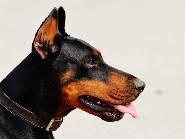 图片 训练狗狗卧下详细步骤｜新手必看！宠物训练技巧与注意事项全2.jpg