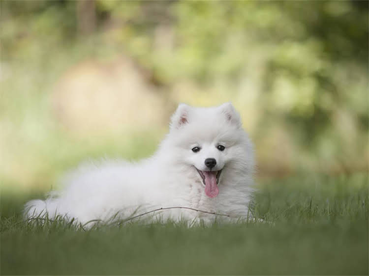 图片 训练猎犬抓野兔的5大技巧与实战指南：从基础到高阶全1.jpg