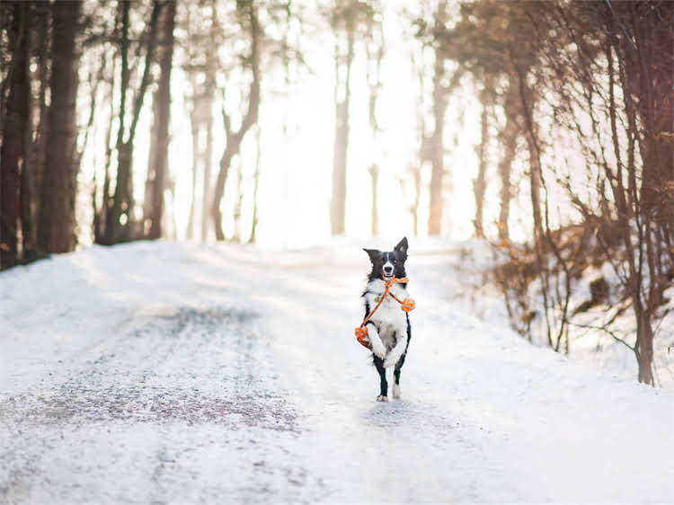 图片 详细教程给狗狗洗澡的正确步骤与注意事项，新手必看！宠物主人必存指南2.jpg