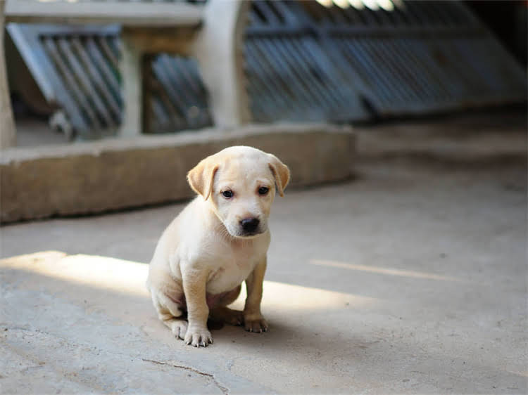 图片 贵宾犬VS比熊犬：品种特征、饲养指南及选购全.jpg