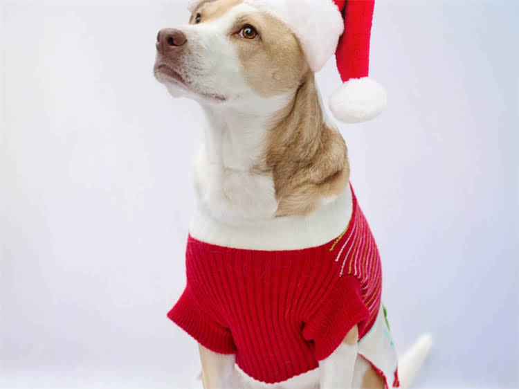 图片 贵宾犬VS比熊犬：品种特征、饲养指南及选购全2.jpg