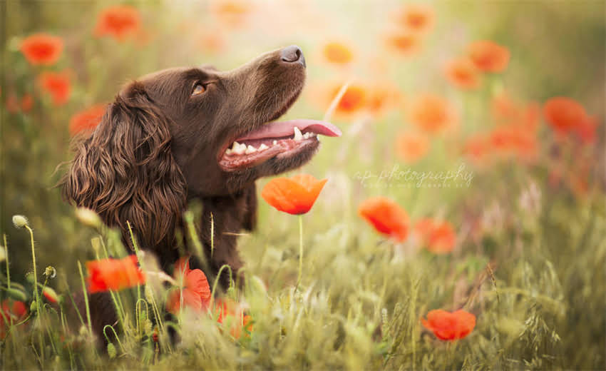 图片 贵宾犬VS雪纳瑞：智商排名大！附训练攻略与饲养指南2.jpg