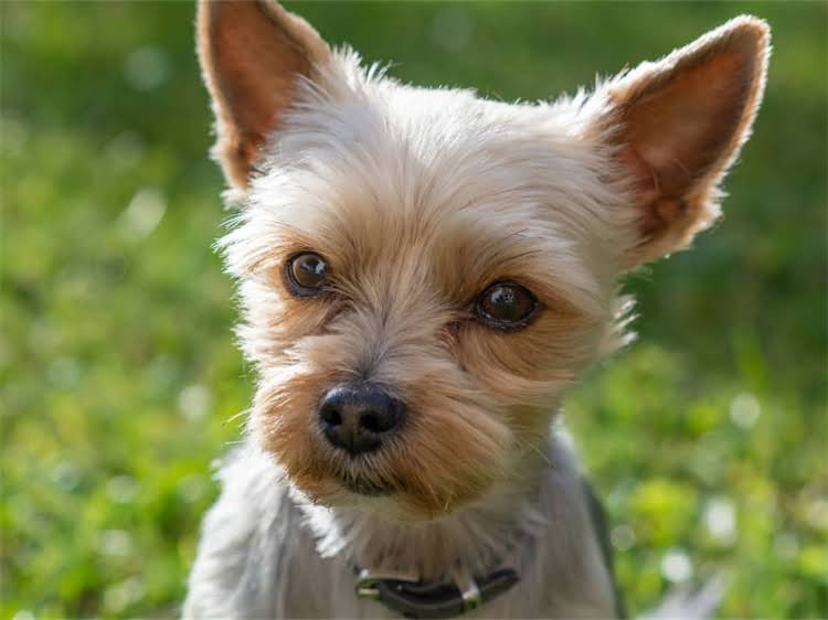 图片 贵宾犬专用指甲修剪工具推荐：如何选择合适工具及修剪指南（附选购技巧与使用教程）.jpg