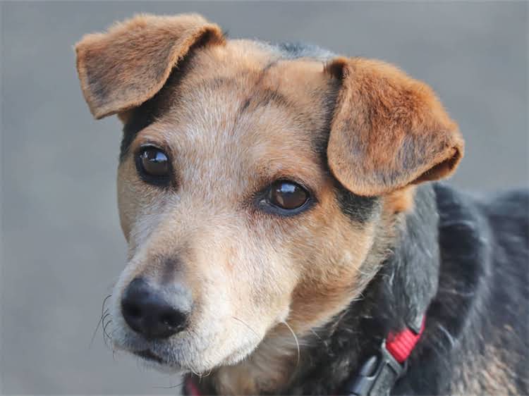 图片 贵宾犬专用指甲修剪工具推荐：如何选择合适工具及修剪指南（附选购技巧与使用教程）1.jpg